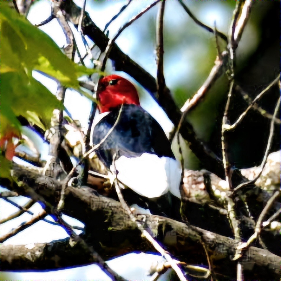 Red-headed Woodpecker - ML619317335