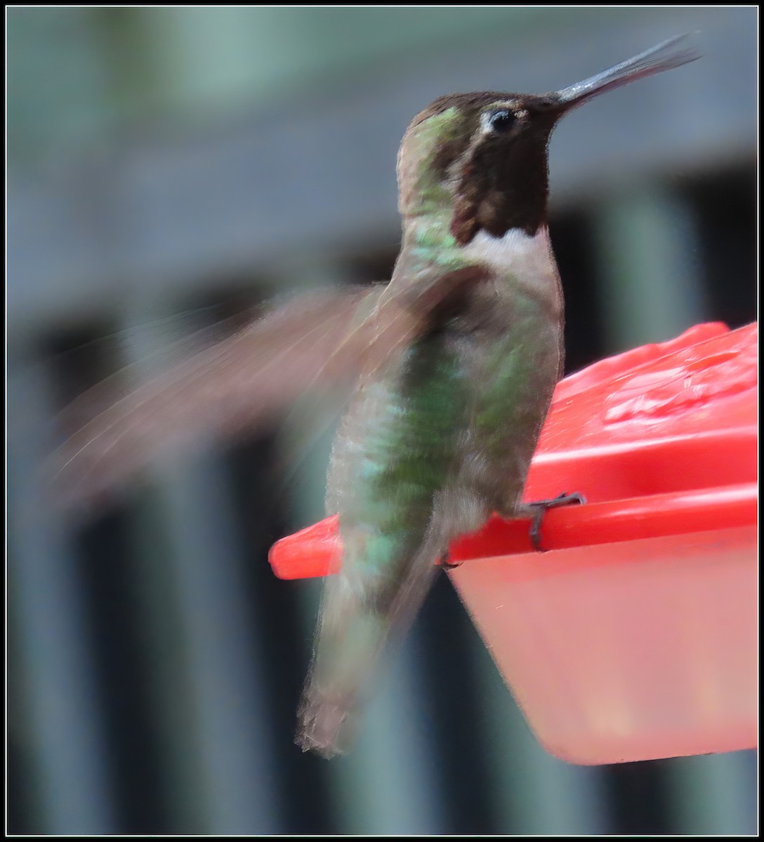 Anna's Hummingbird - ML619317339