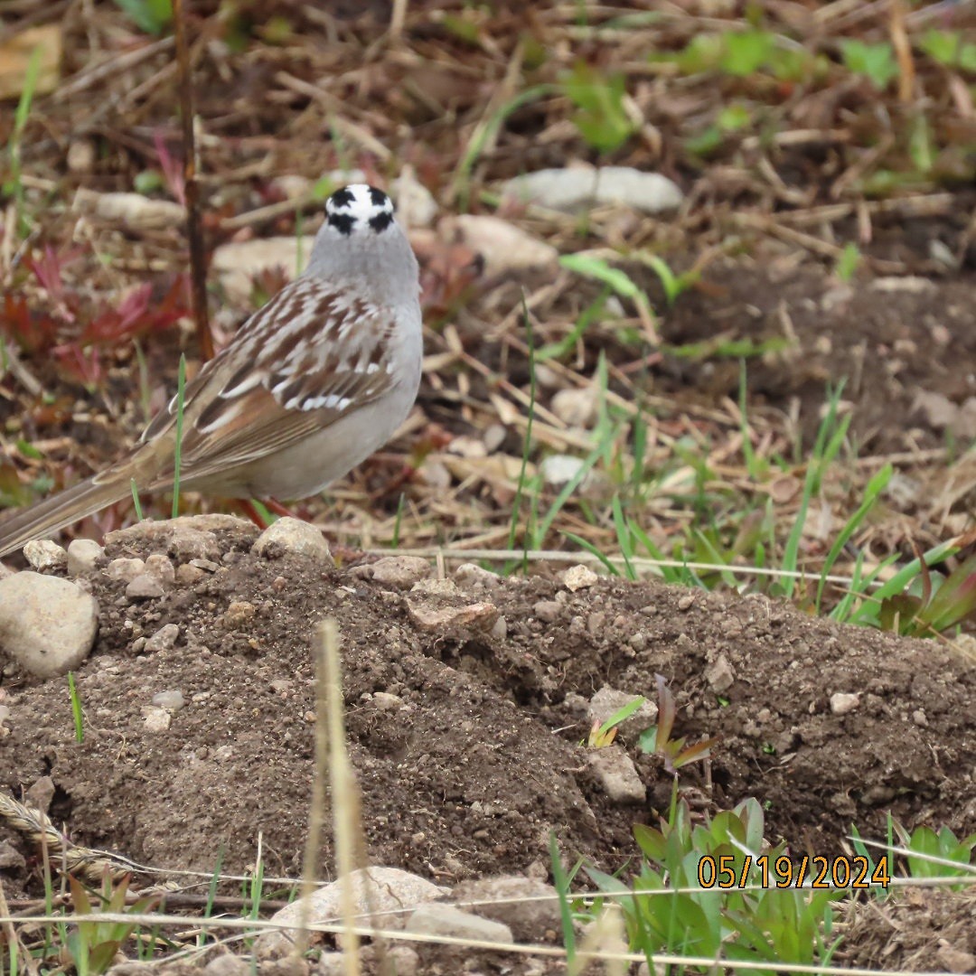 White-crowned Sparrow - ML619317365