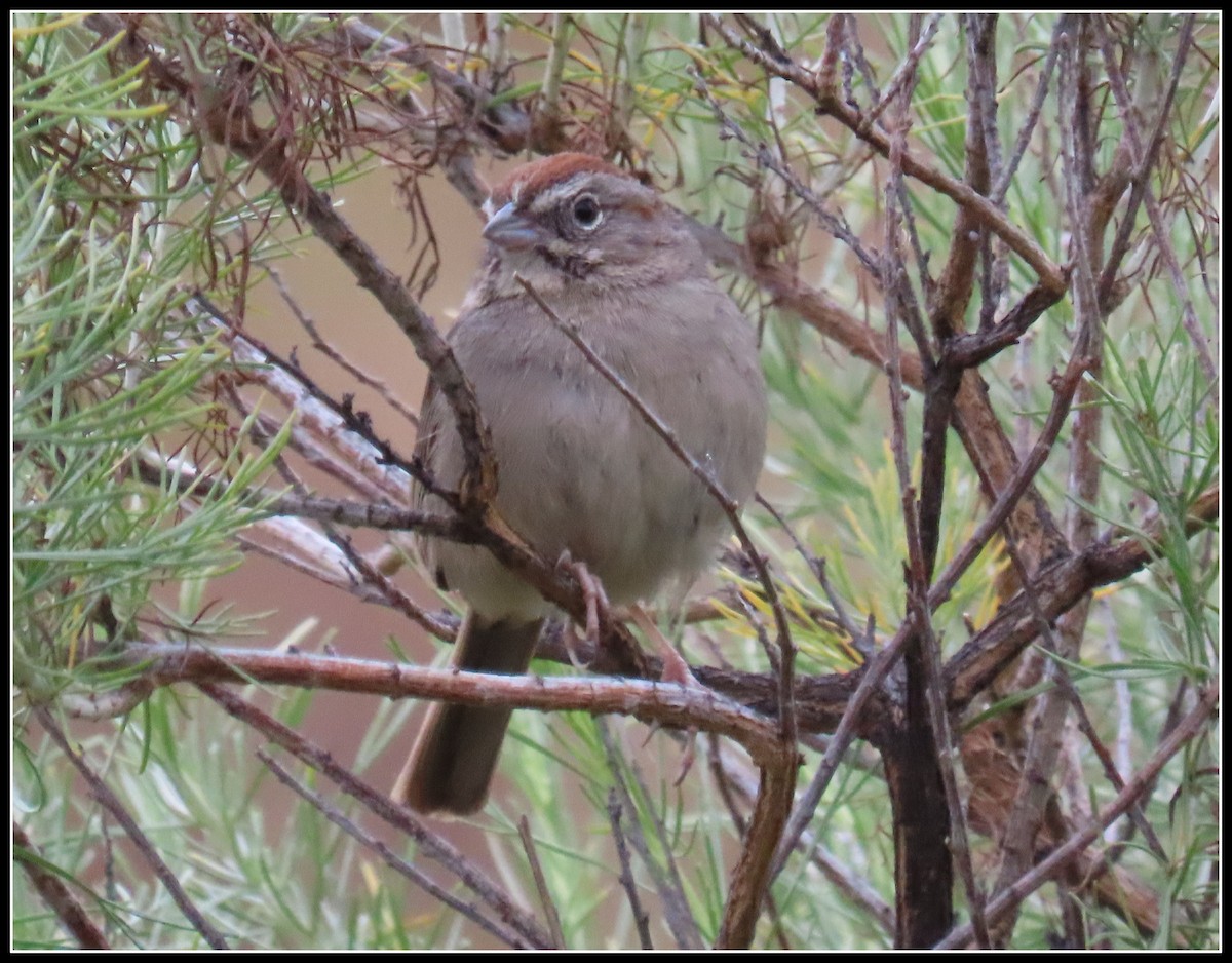 Rufous-crowned Sparrow - ML619317367
