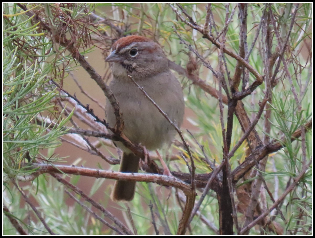 Rufous-crowned Sparrow - ML619317368