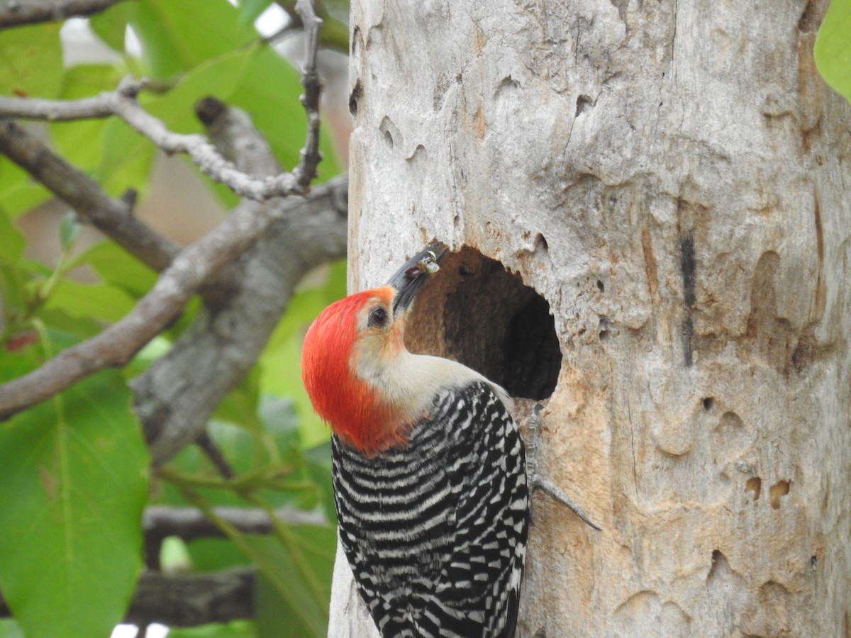 Red-bellied Woodpecker - ML619317388
