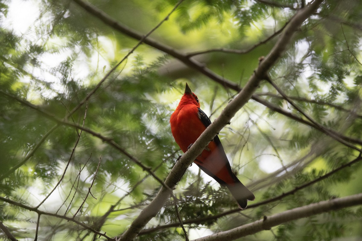 Scarlet Tanager - ML619317395