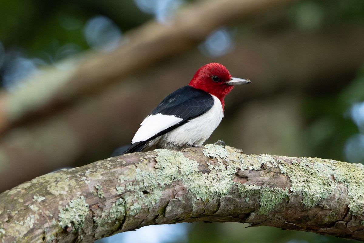 Red-headed Woodpecker - ML619317396