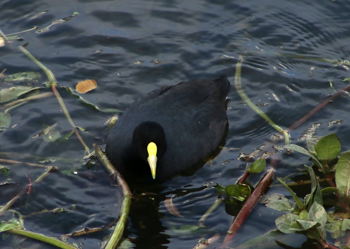 White-winged Coot - ML619317416