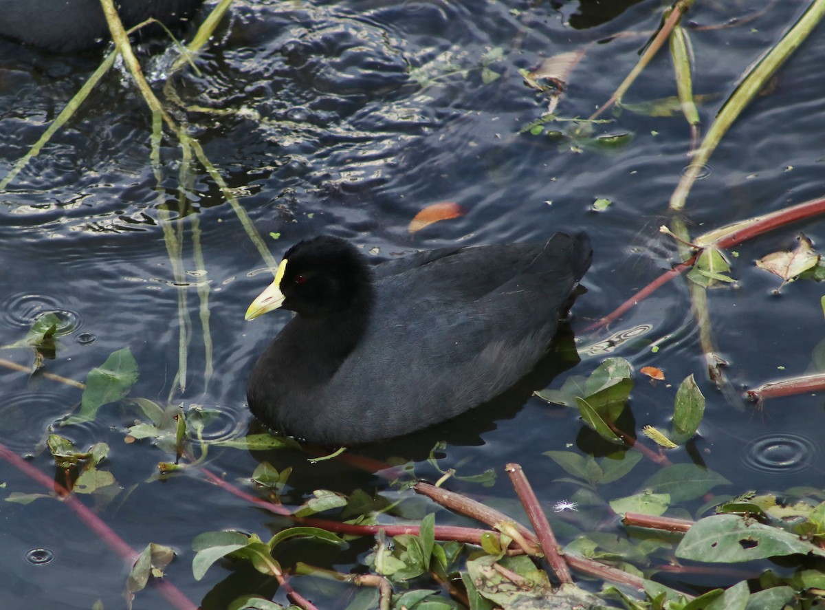 White-winged Coot - ML619317417