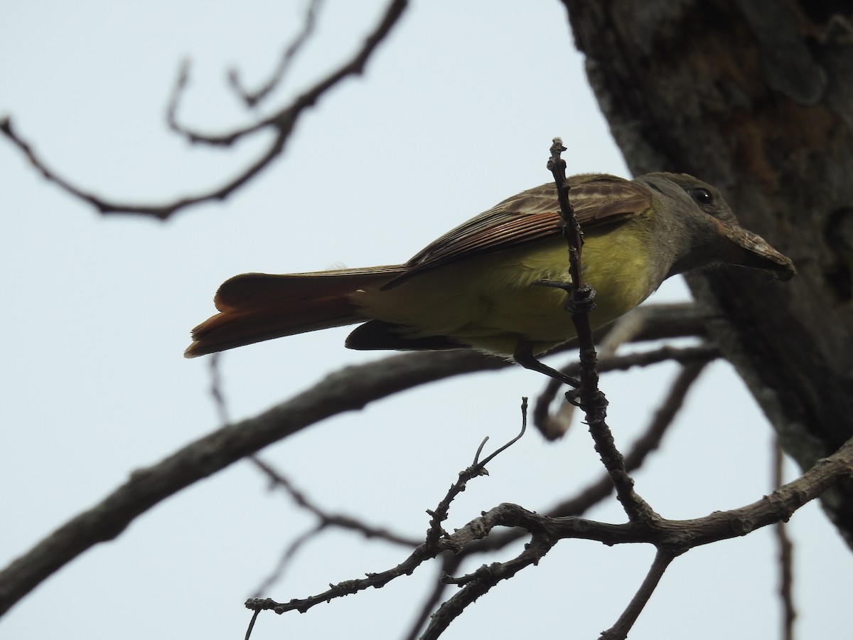 Great Crested Flycatcher - ML619317422