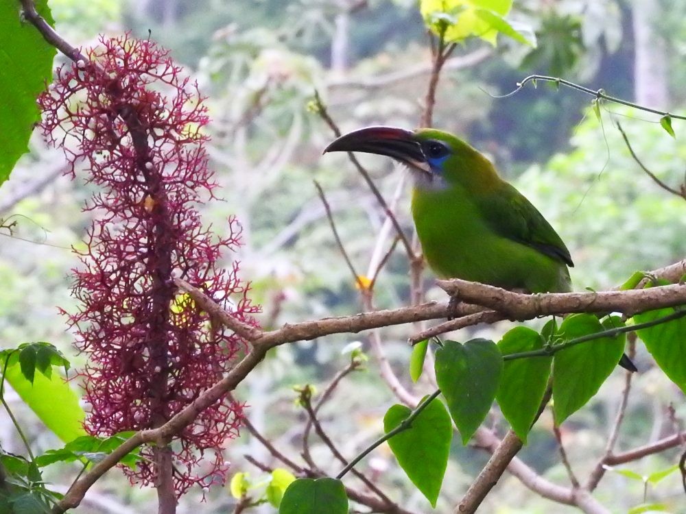 Groove-billed Toucanet - ML619317425
