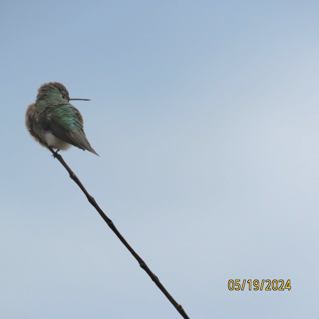 Broad-tailed Hummingbird - ML619317503