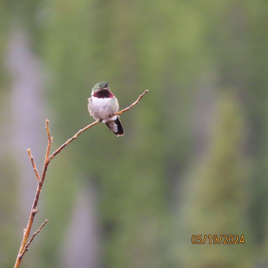 Broad-tailed Hummingbird - ML619317504