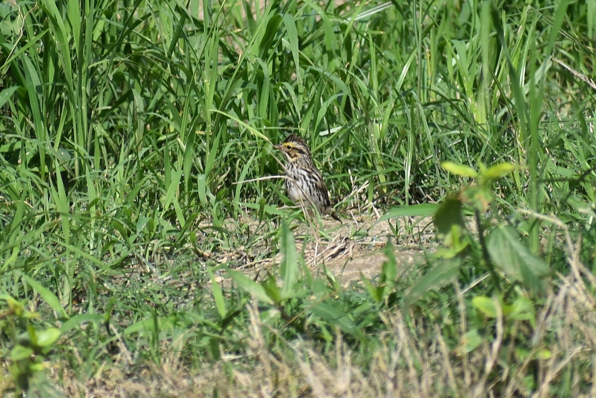 Savannah Sparrow - ML619317506