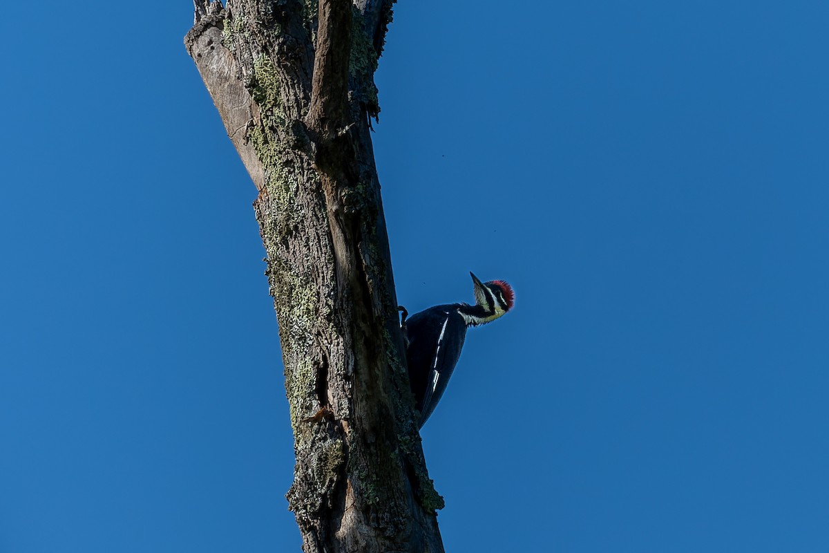 Pileated Woodpecker - ML619317511