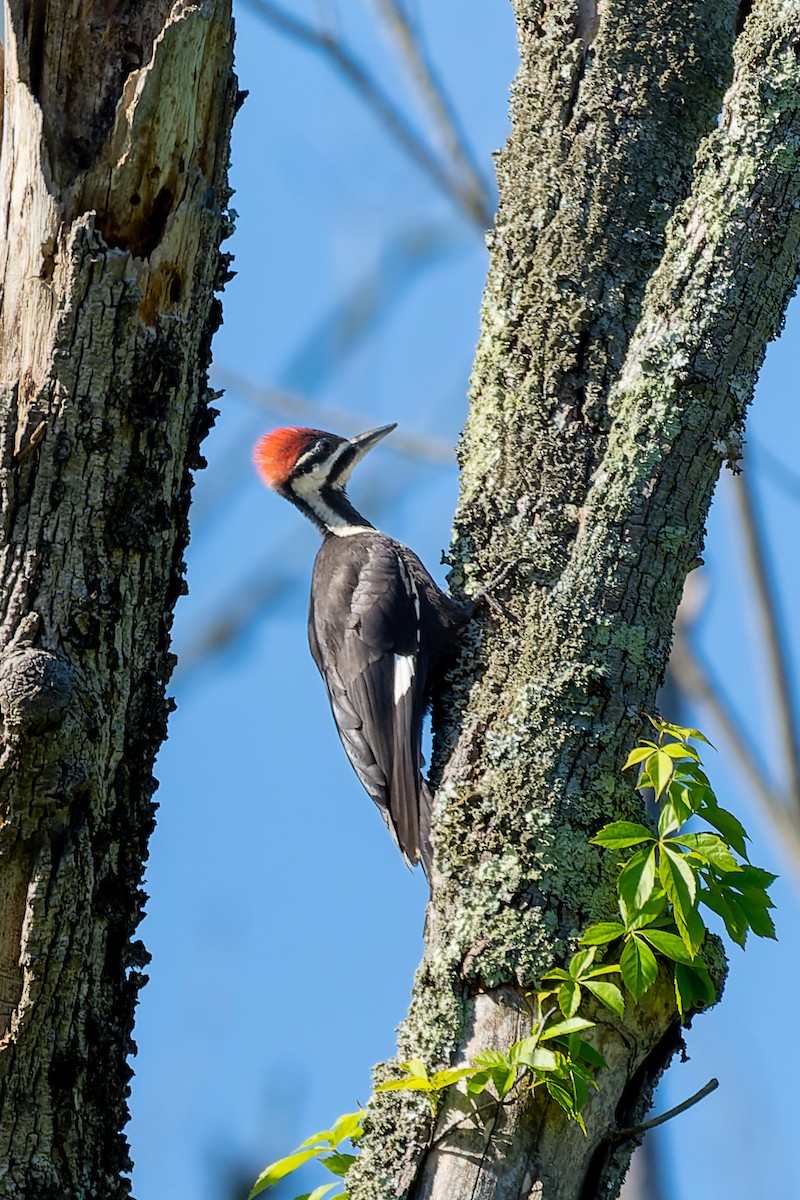 Pileated Woodpecker - ML619317512