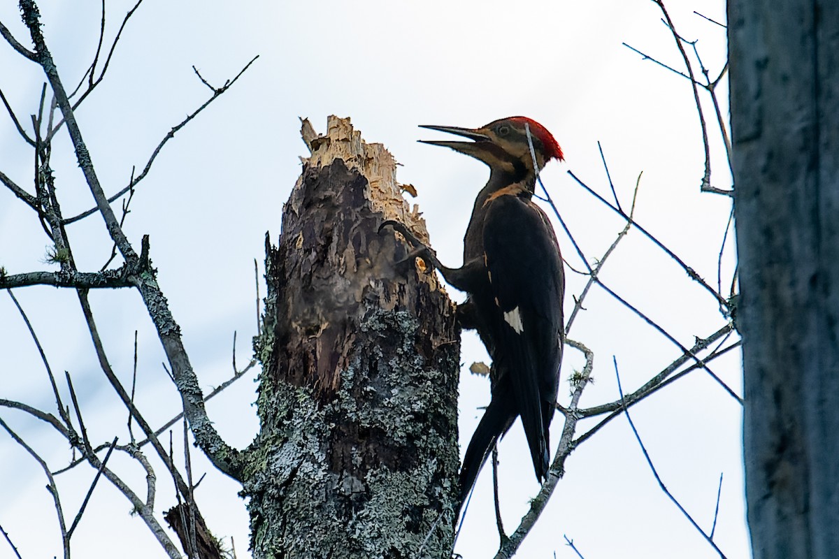 Pileated Woodpecker - ML619317513
