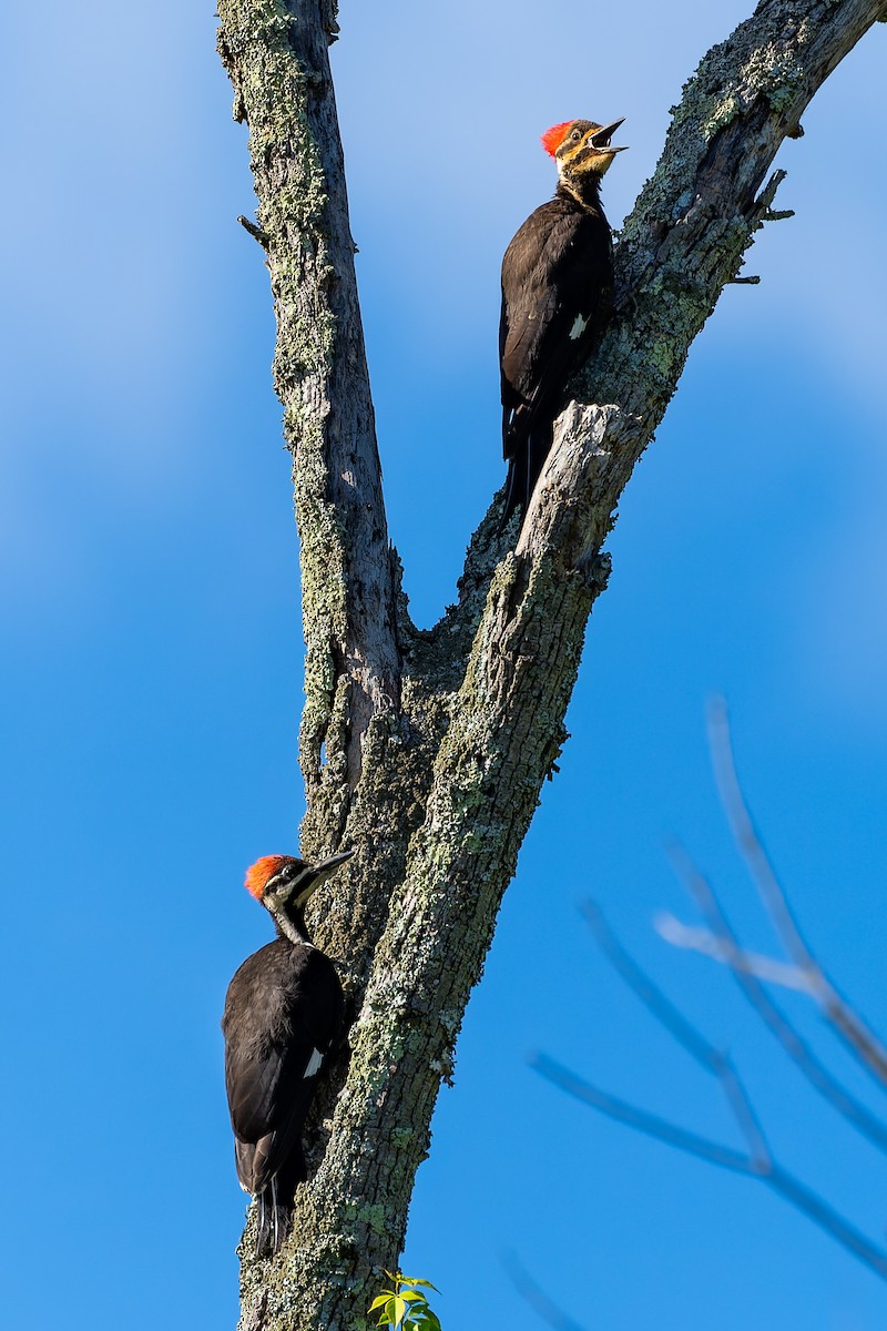 Pileated Woodpecker - ML619317518