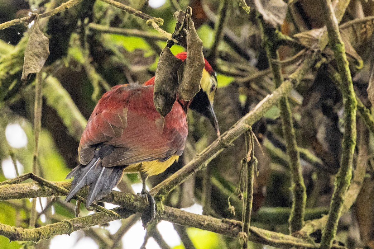 Crimson-mantled Woodpecker - ML619317528