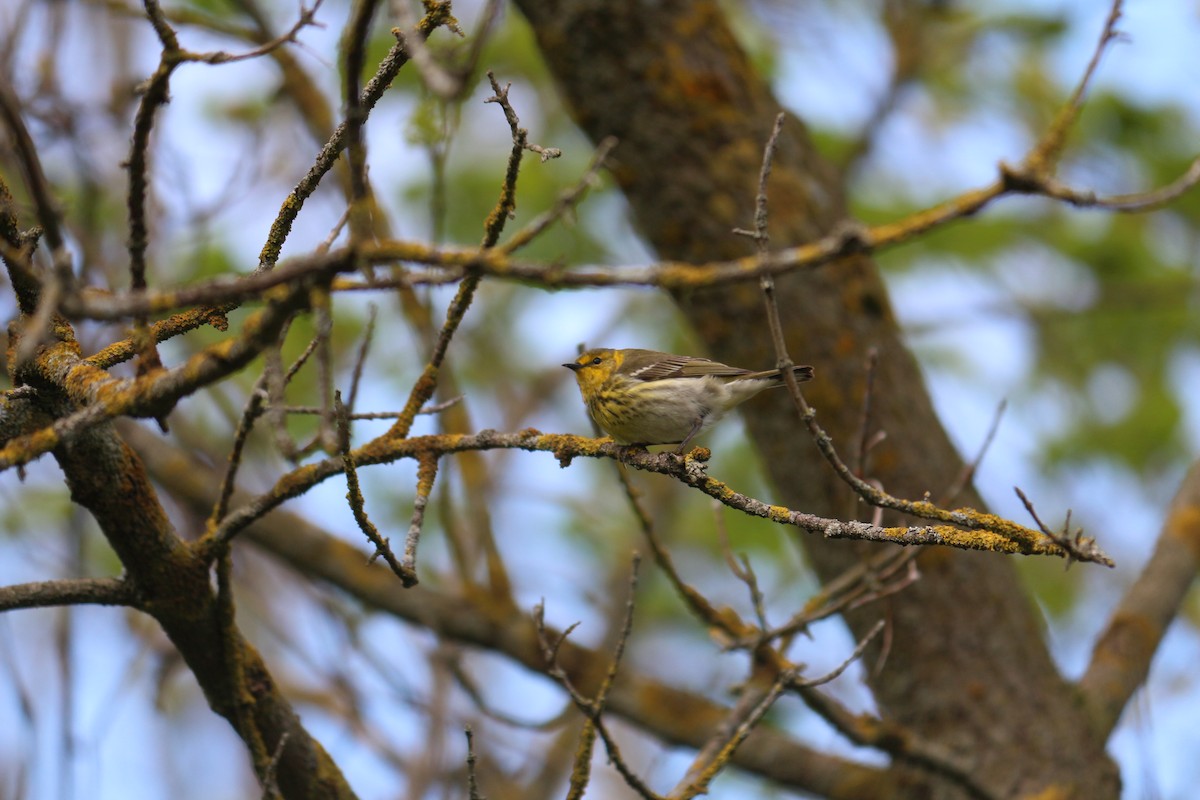 Cape May Warbler - ML619317638