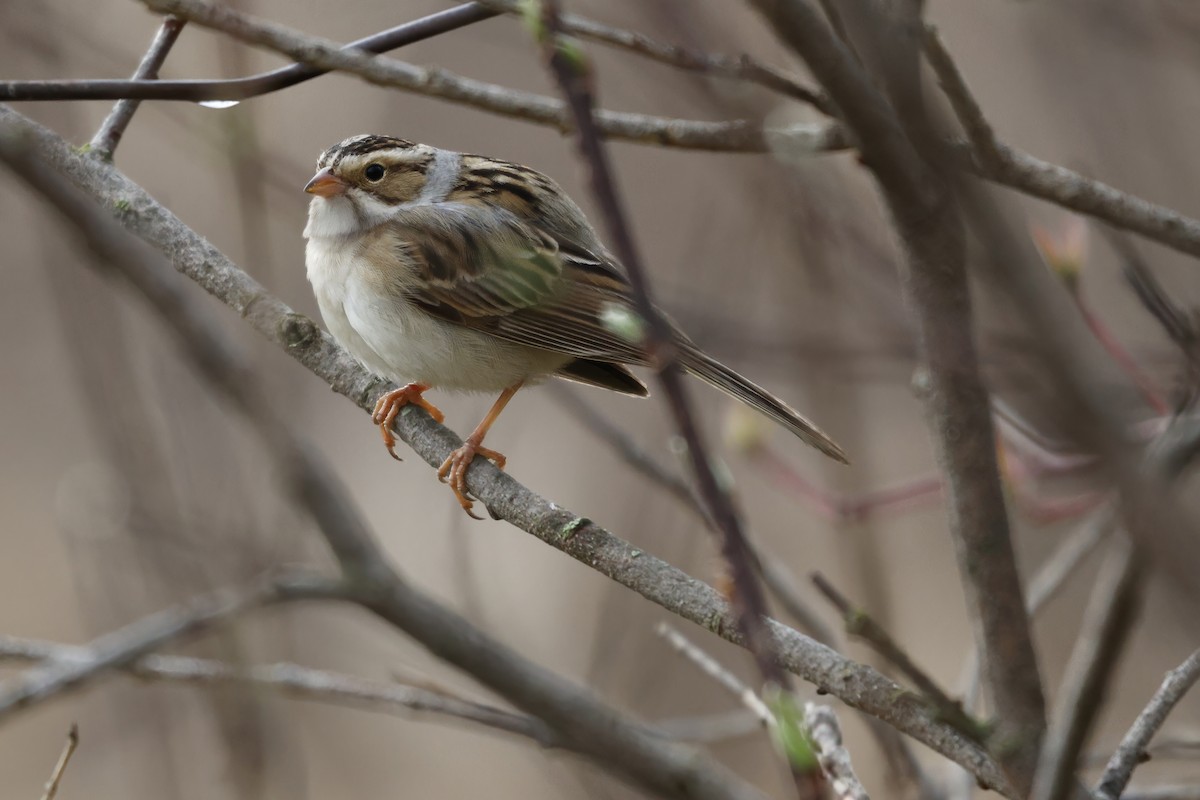 Clay-colored Sparrow - ML619317640