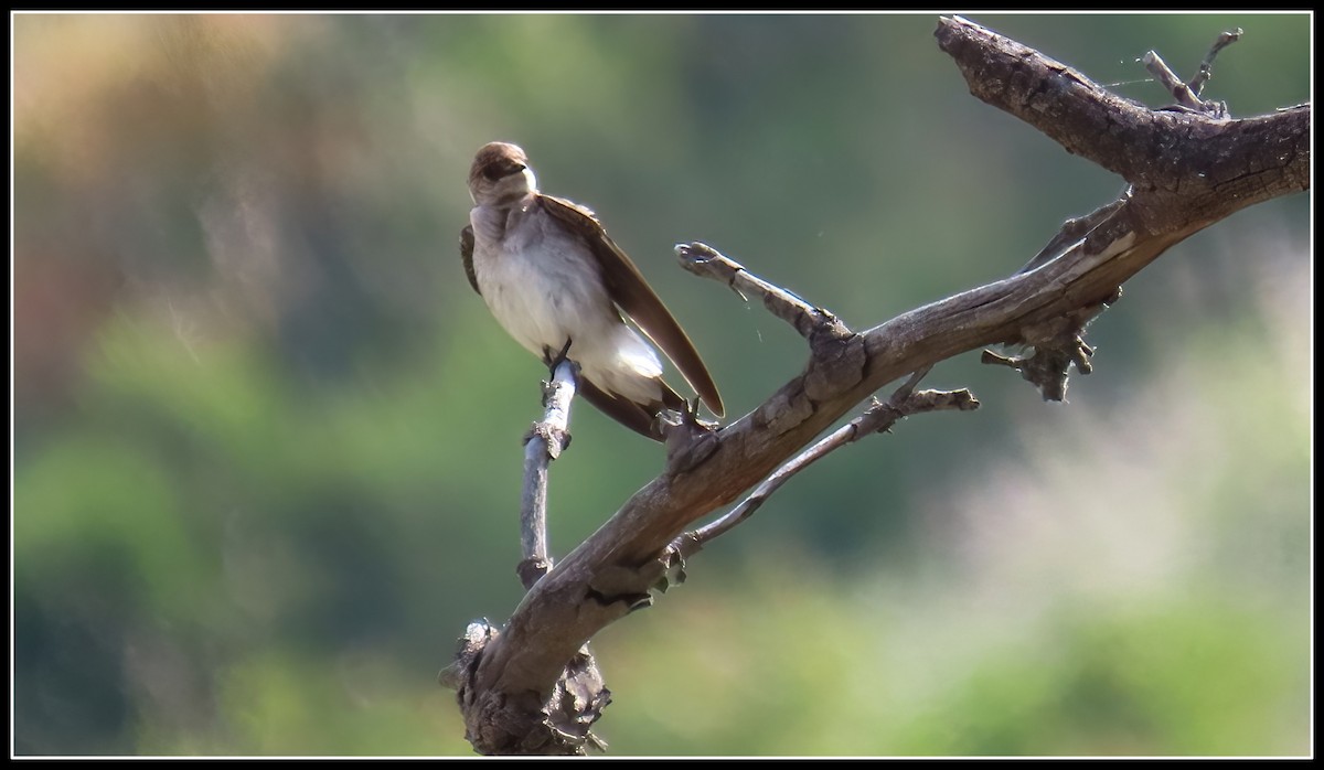 Northern Rough-winged Swallow - ML619317663