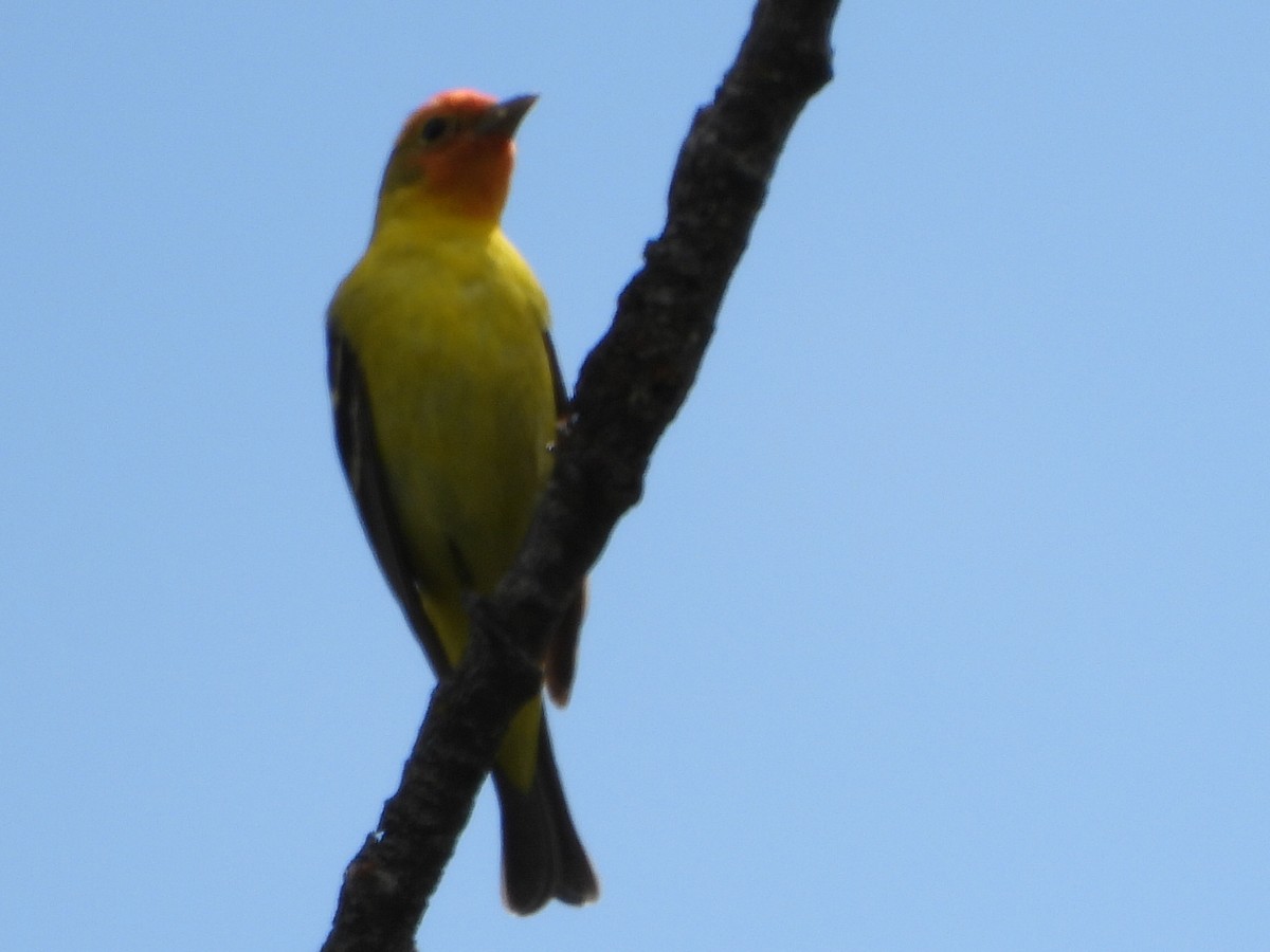 Western Tanager - ML619317670