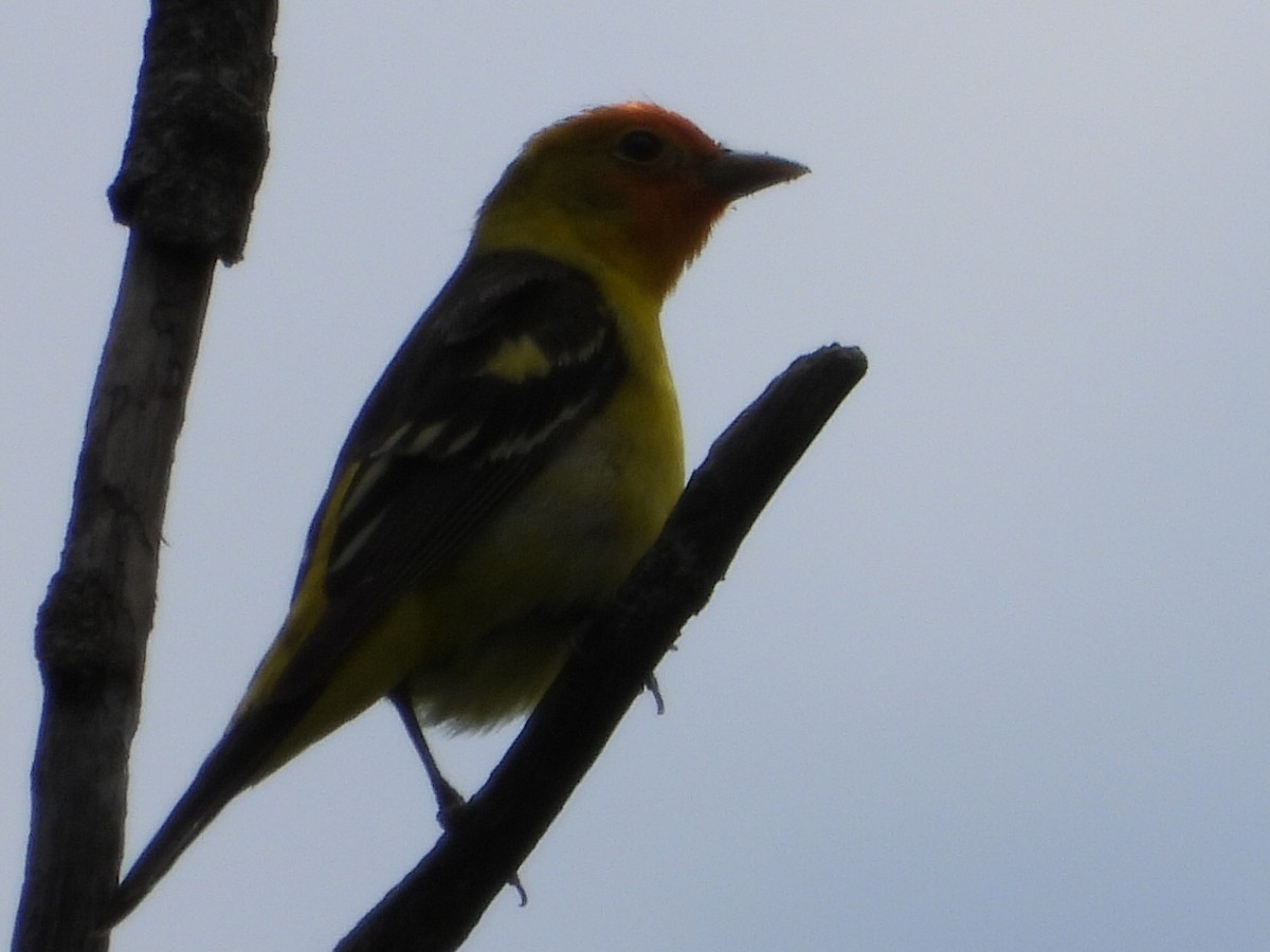 Western Tanager - ML619317671