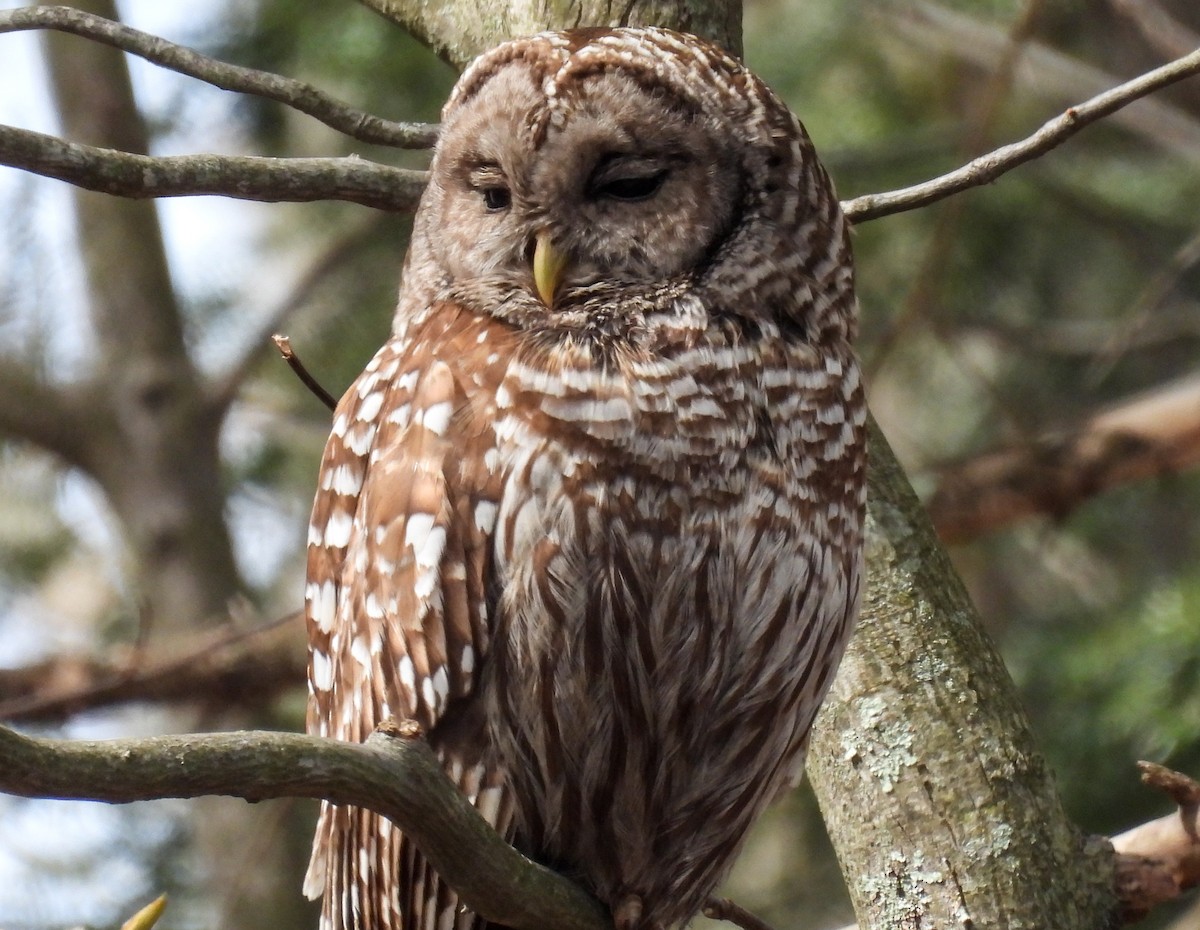 Barred Owl - ML619317681