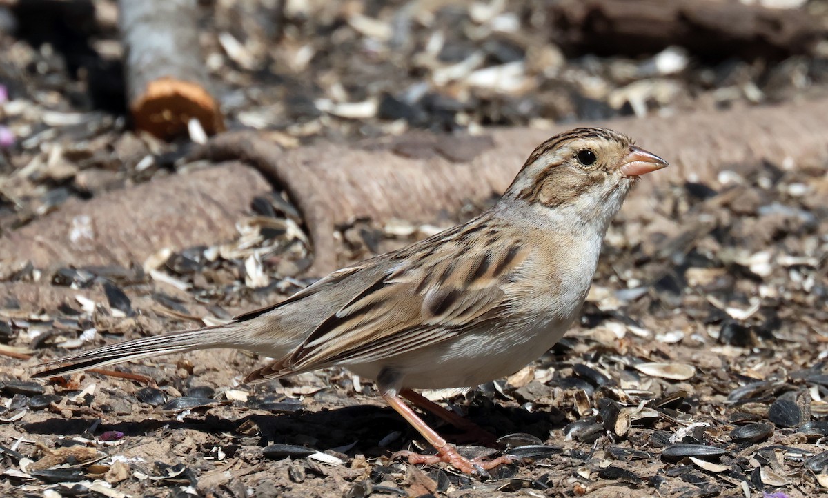 Clay-colored Sparrow - ML619317709