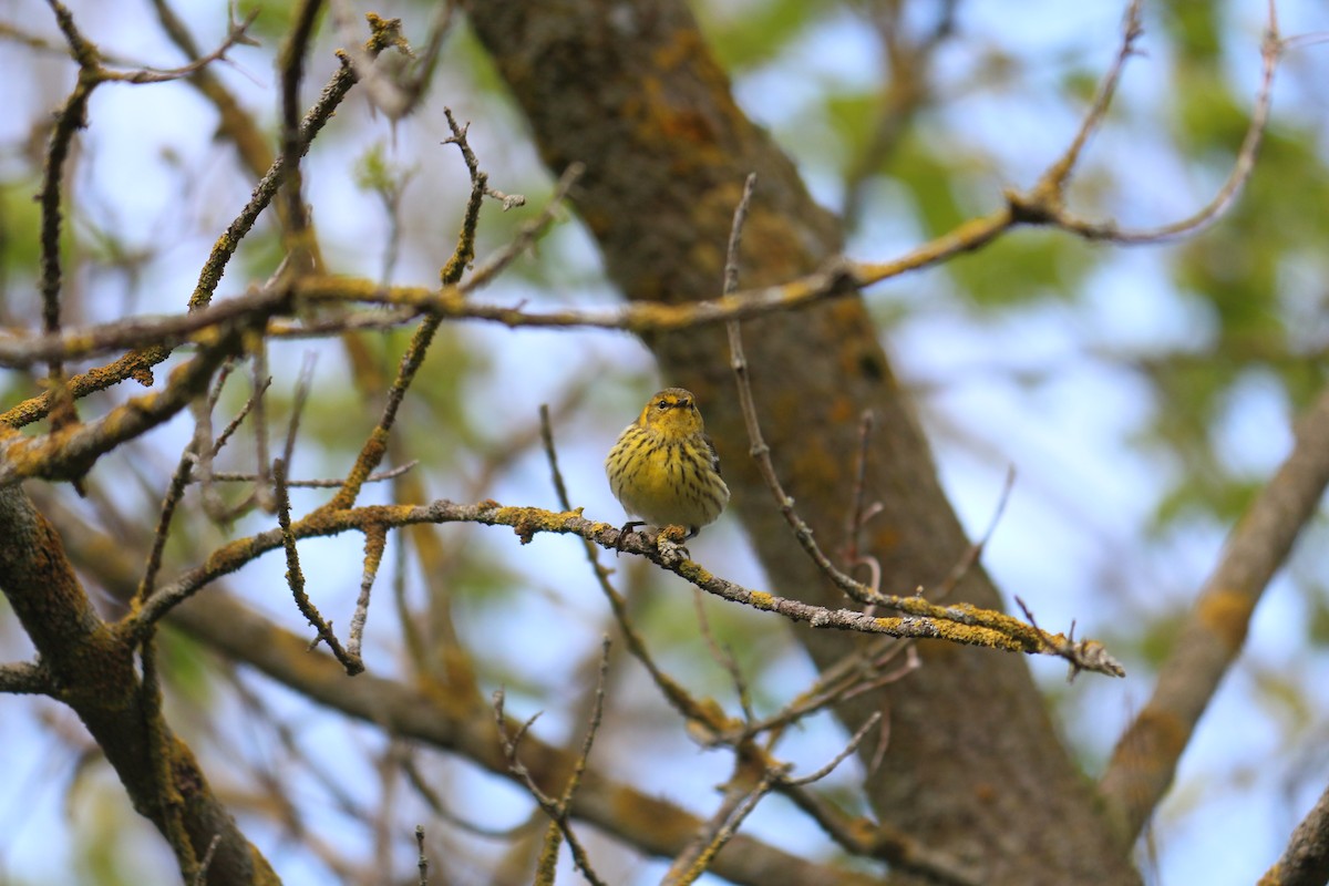 Cape May Warbler - ML619317717