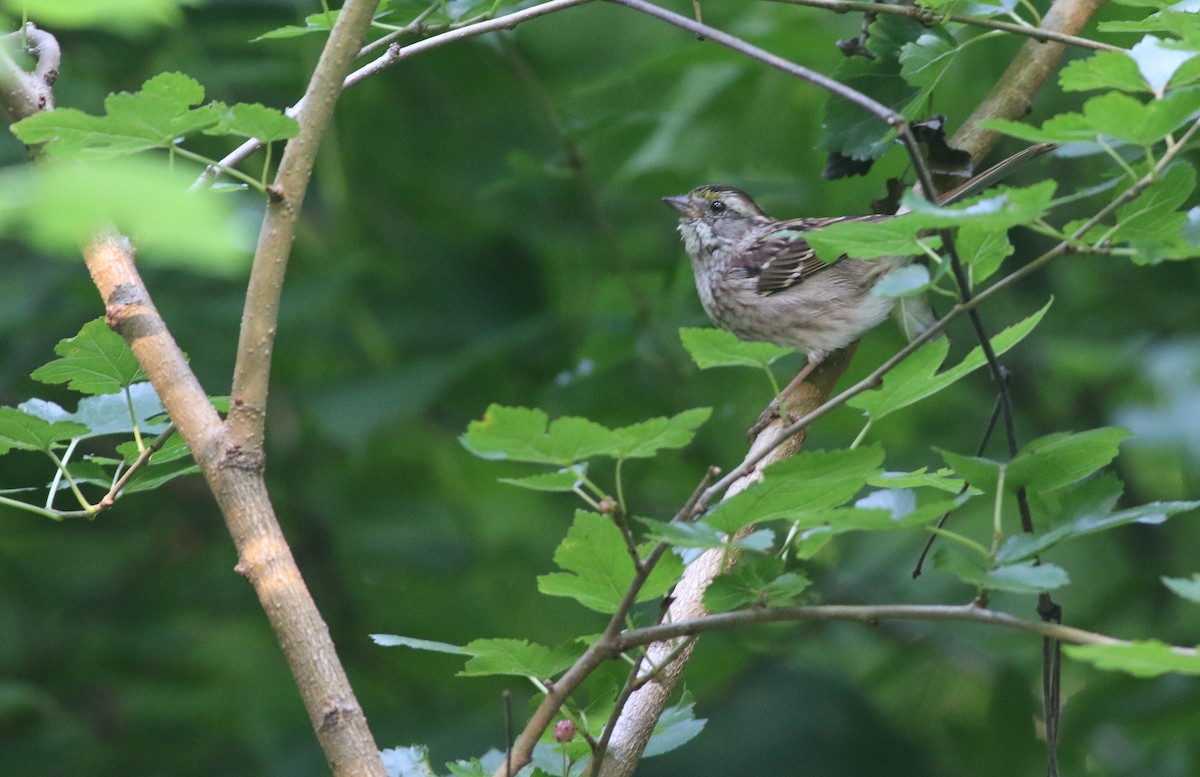 White-throated Sparrow - ML619317741