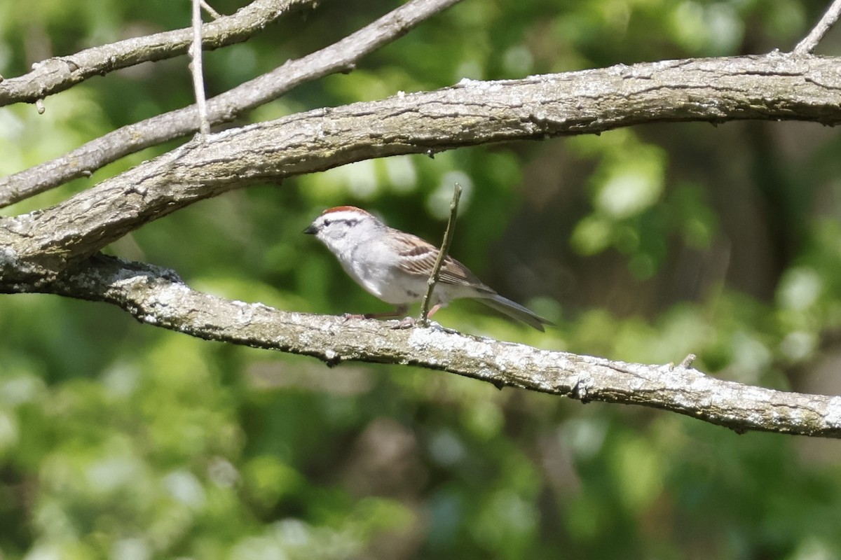 Chipping Sparrow - ML619317791