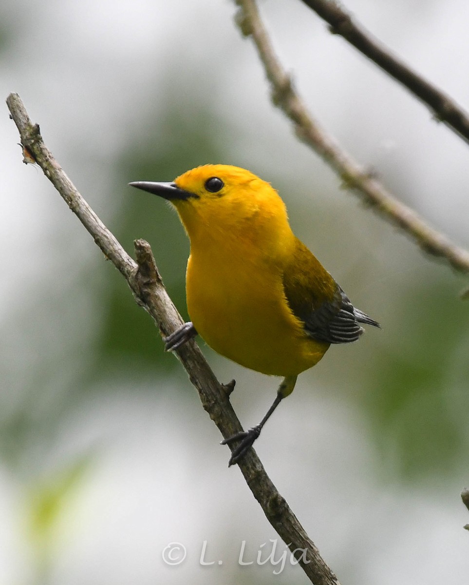 Prothonotary Warbler - ML619317795