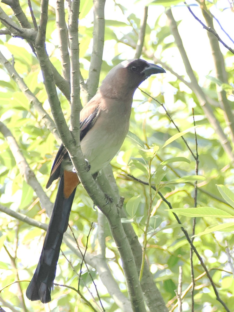 Eurasian Tree Sparrow - ML619317796