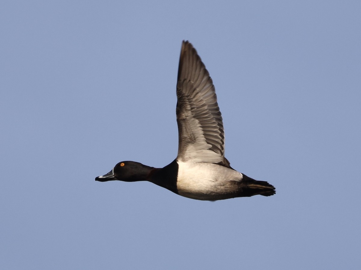 Ring-necked Duck - ML619317806