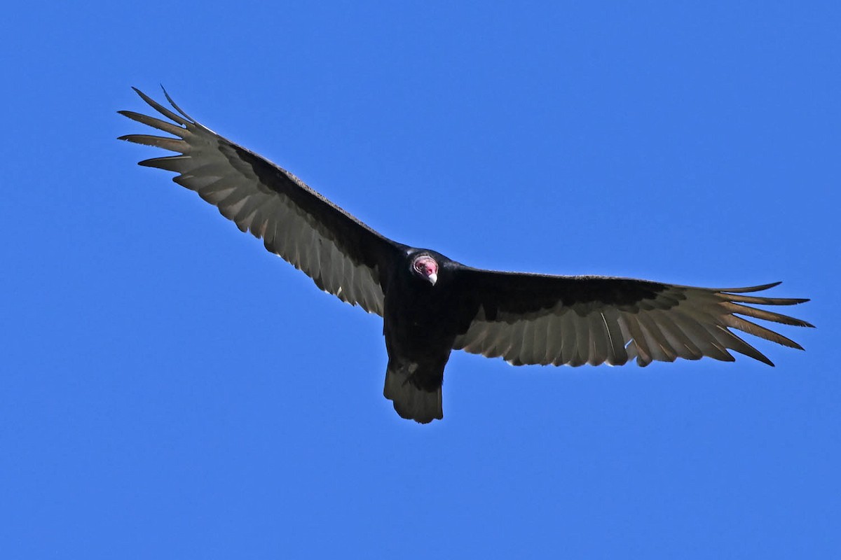 Turkey Vulture - ML619317846