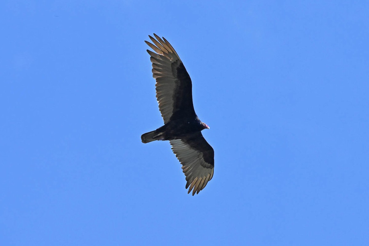Turkey Vulture - ML619317847