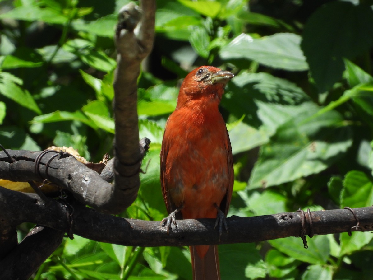 Hepatic Tanager - ML619317852