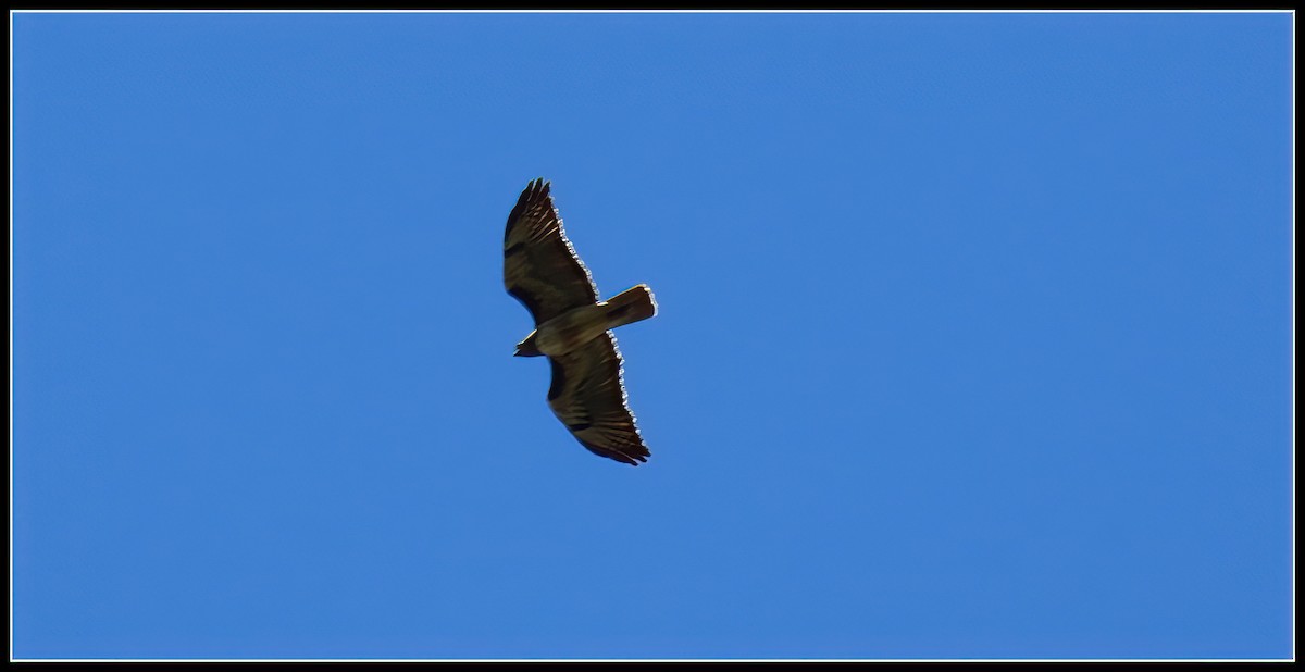 Red-tailed Hawk - ML619317856