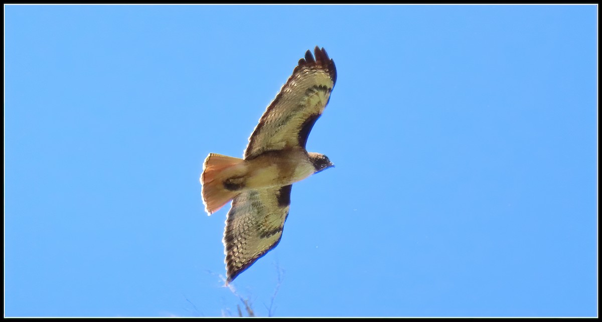 Red-tailed Hawk - ML619317857
