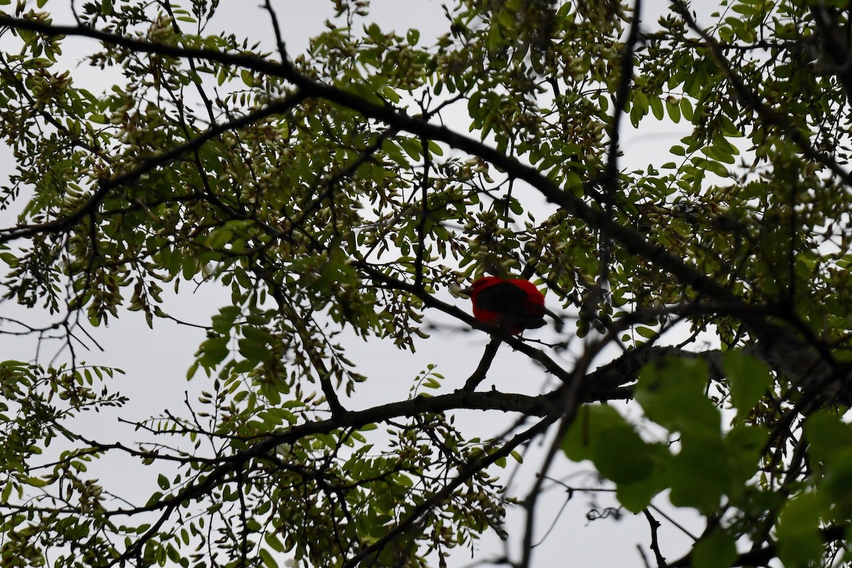Scarlet Tanager - ML619317886