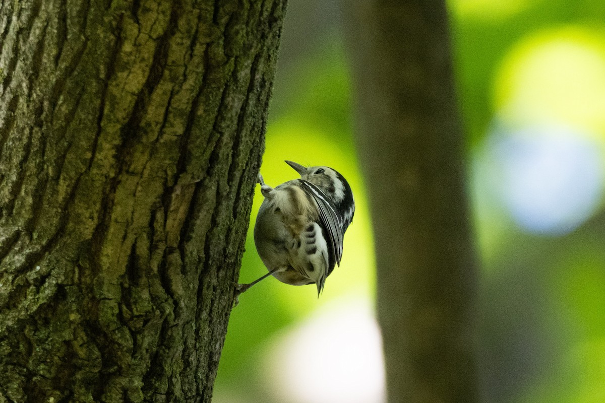 Black-and-white Warbler - ML619317919