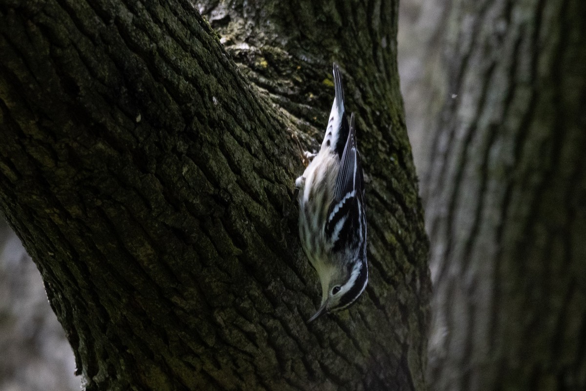 Black-and-white Warbler - ML619317920