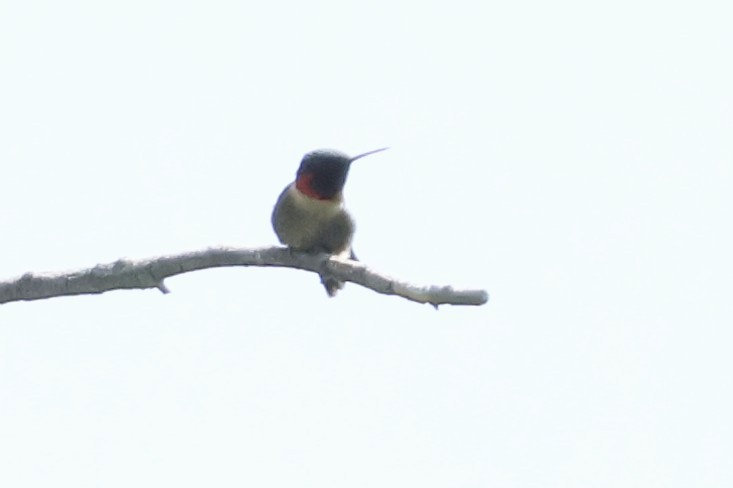 Ruby-throated Hummingbird - ML619317987