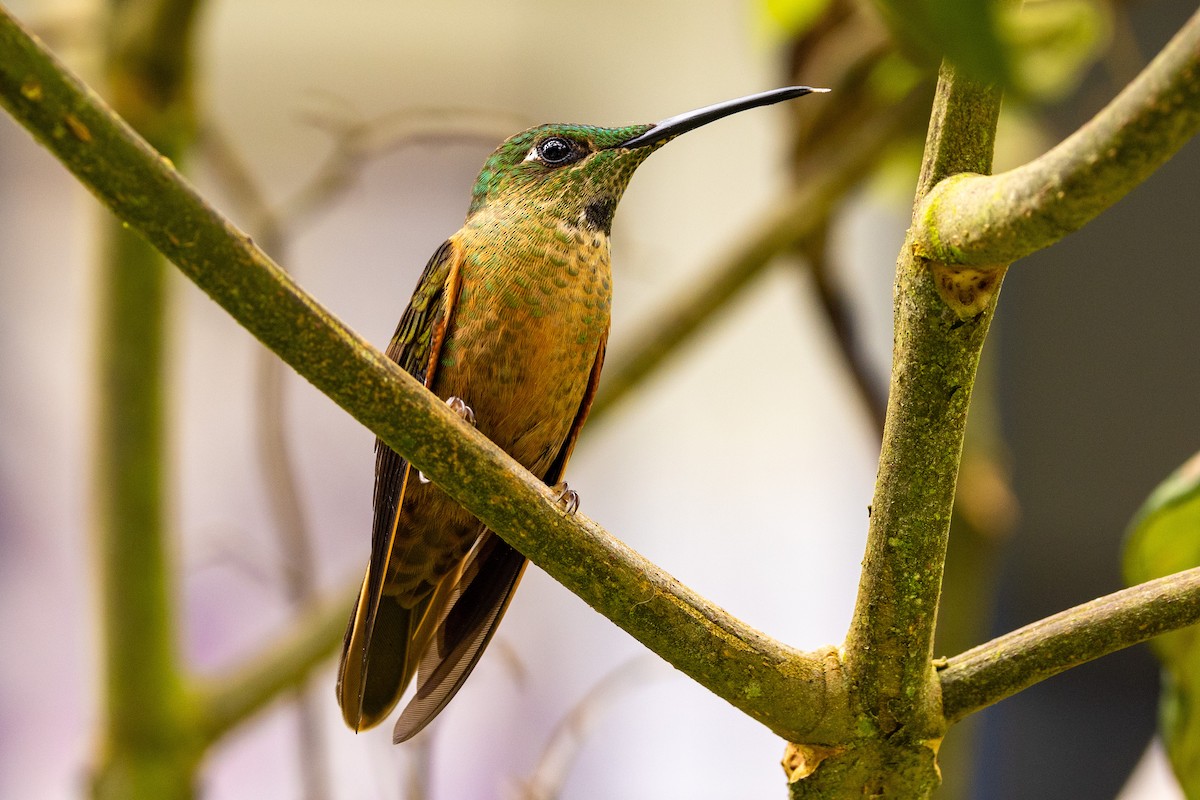 kolibřík hnědobřichý - ML619318027