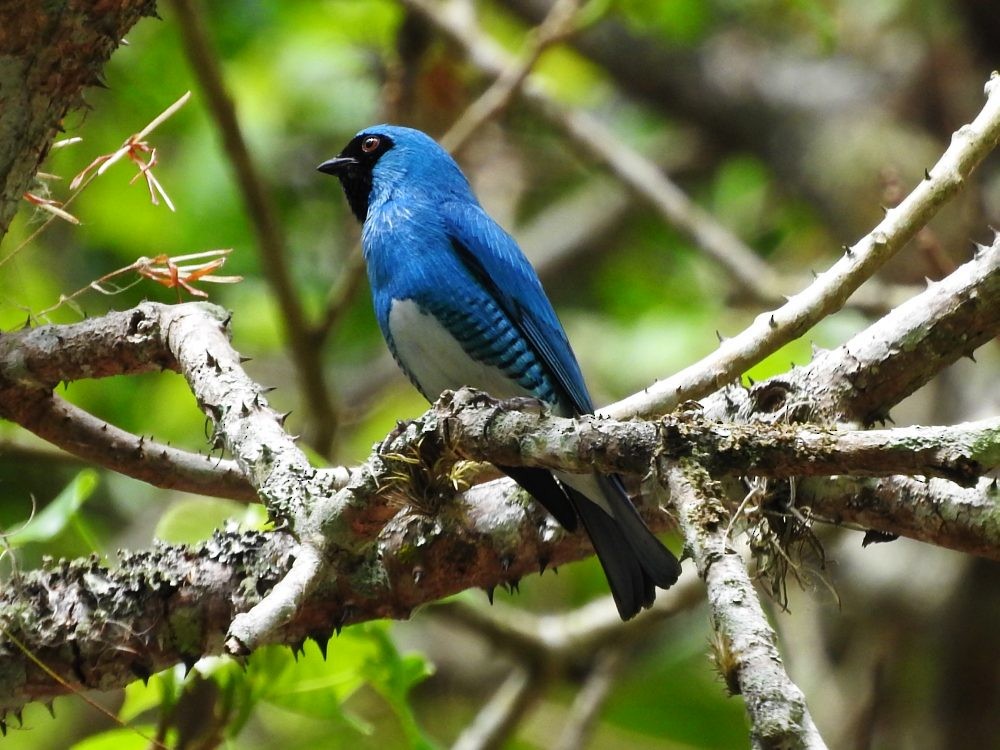 Swallow Tanager - ML619318049