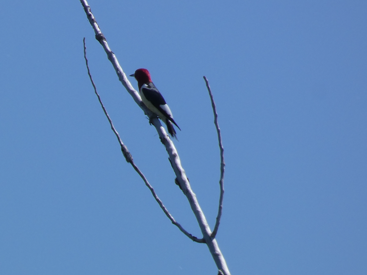 Red-headed Woodpecker - ML619318063