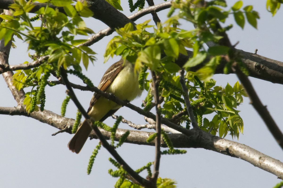 Great Crested Flycatcher - ML619318078