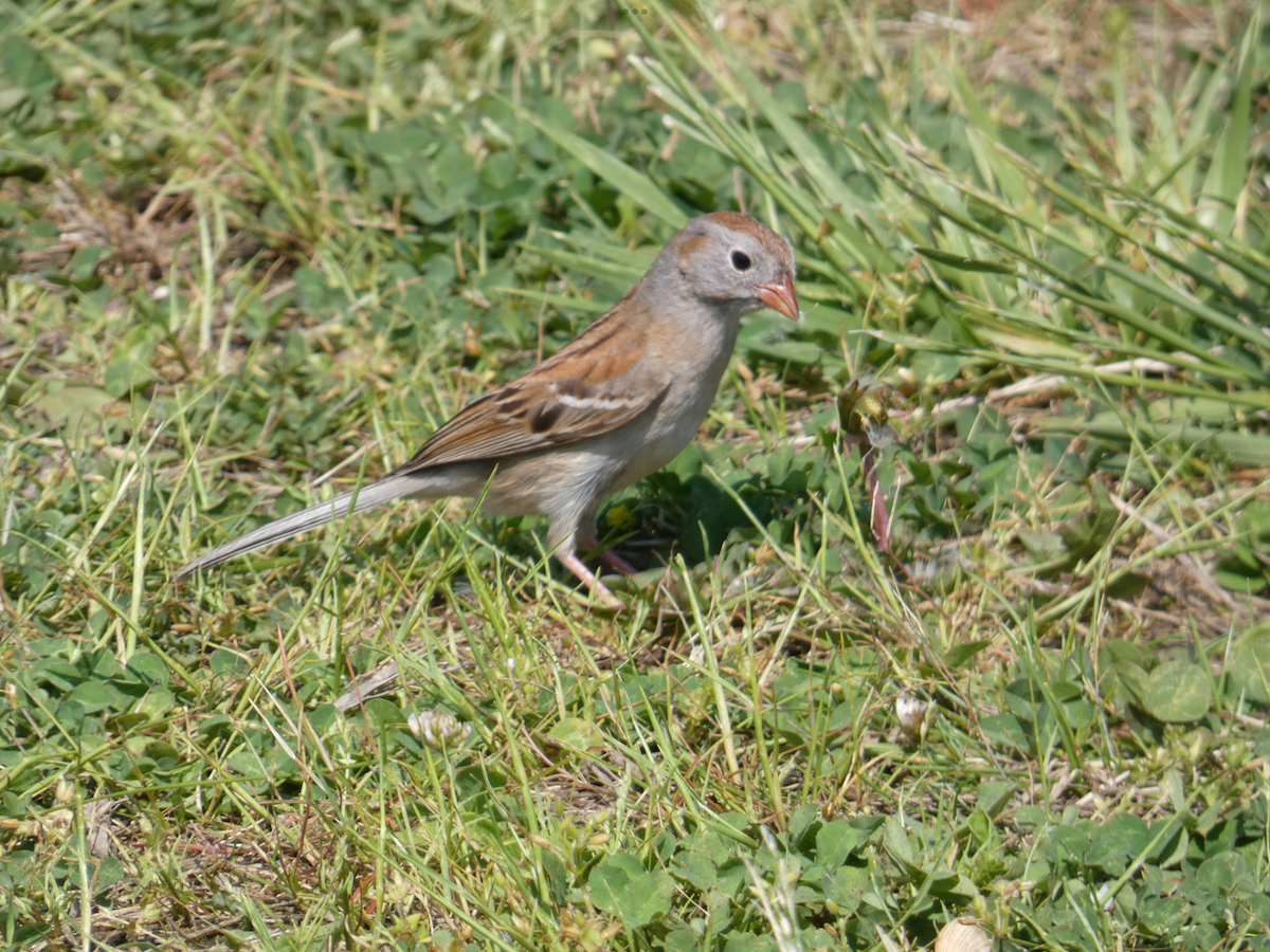 Field Sparrow - ML619318088
