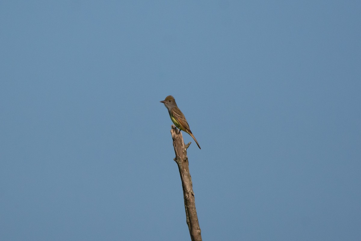 Great Crested Flycatcher - ML619318110