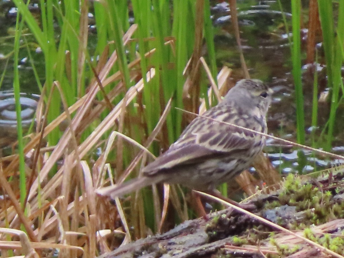 Rosy Pipit - ML619318127