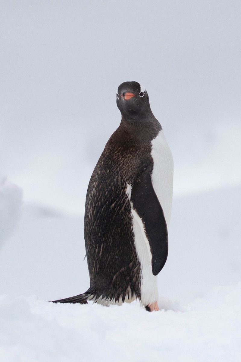 Gentoo Penguin - ML619318170